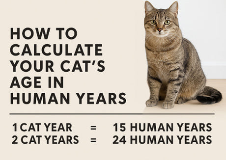 Understanding Your Cat’s Age in Human Years