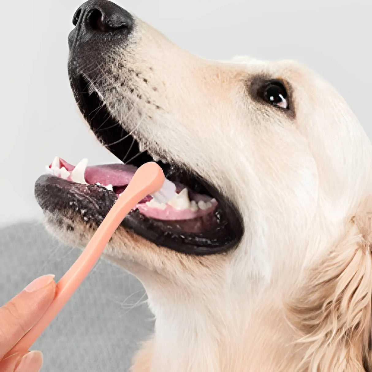Dog and Cat Toothbrush for Oral Care Supplies