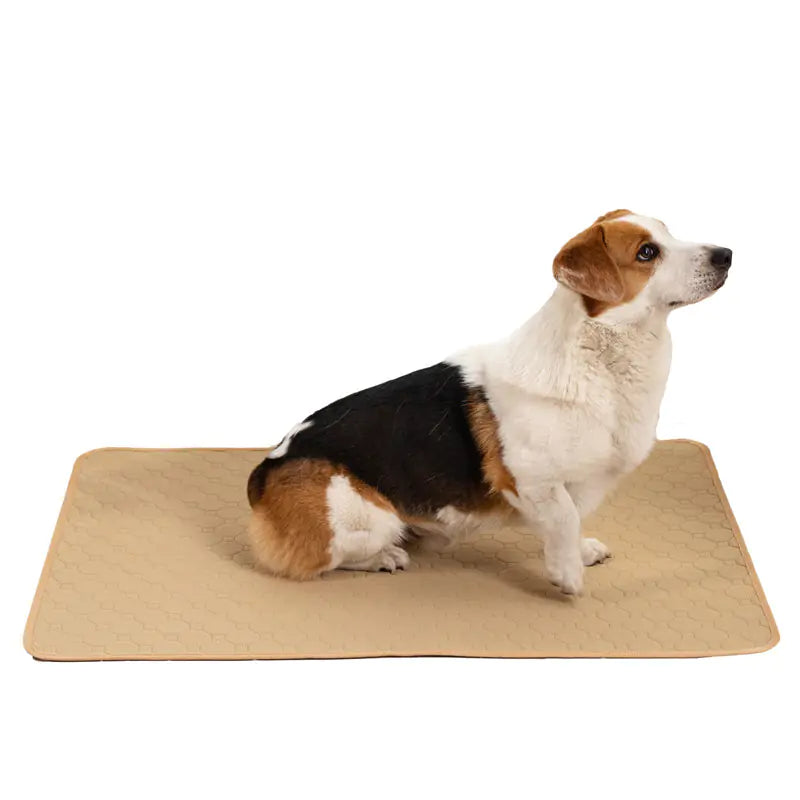 Pet Training Pads for Repeated Water Absorption