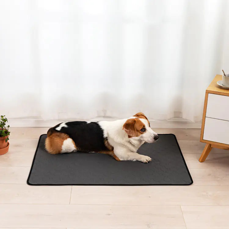 Pet Training Pads for Repeated Water Absorption