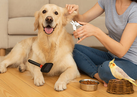 The Essential Guide to Dog Grooming & Care: Keep Your Pup Looking and Feeling Their Best